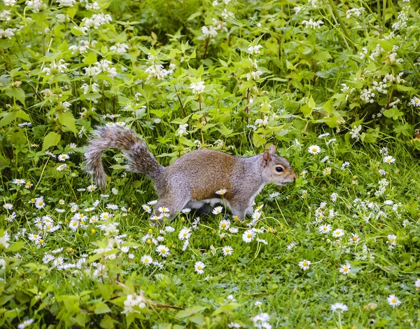 Östliches Fuchshörnchen auf der Blumenwiese. — Stockfoto