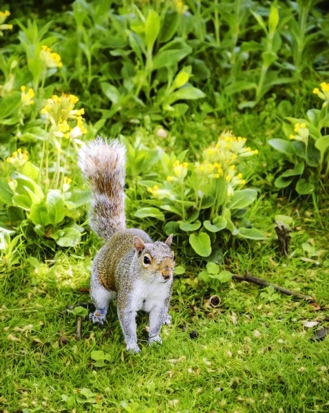 Östra Fox ekorre på ängen med blommor. — Stockfoto