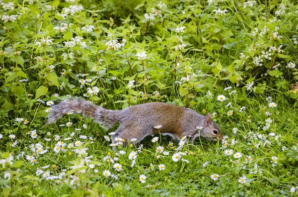 Östra Fox ekorre på ängen med blommor. — Stockfoto