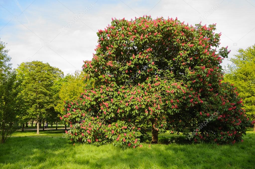 Pink chestnut tree blossoming in the park