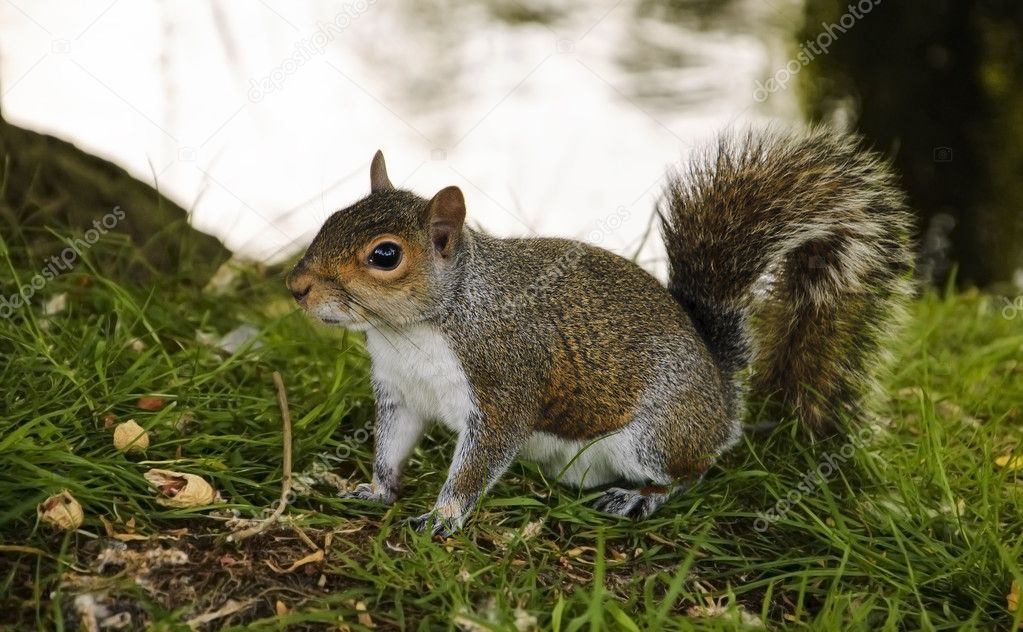 Eastern Fox squirrel near the lake in the park