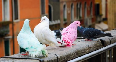 Four colorful pigeons on bridge