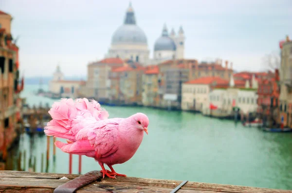 Pink pigeon on bridge — Stock Photo, Image