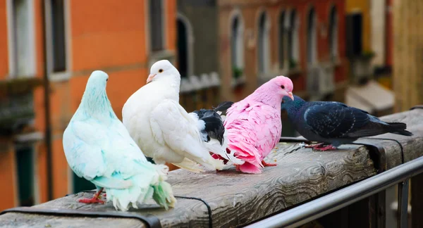 Vier kleurrijke duiven op brug leuning in Venetië (Italië). een uitzicht vanaf Accademiabrug. romantische vakantie achtergrond. selectieve aandacht op roze duif — Stockfoto