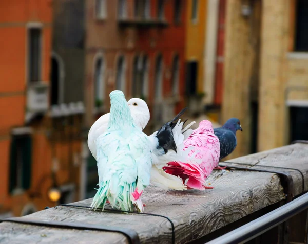 Quattro piccioni colorati sul ponte — Foto Stock