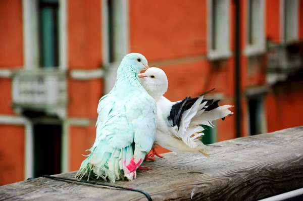 Colorful kissing pigeons on bridge Stockbild