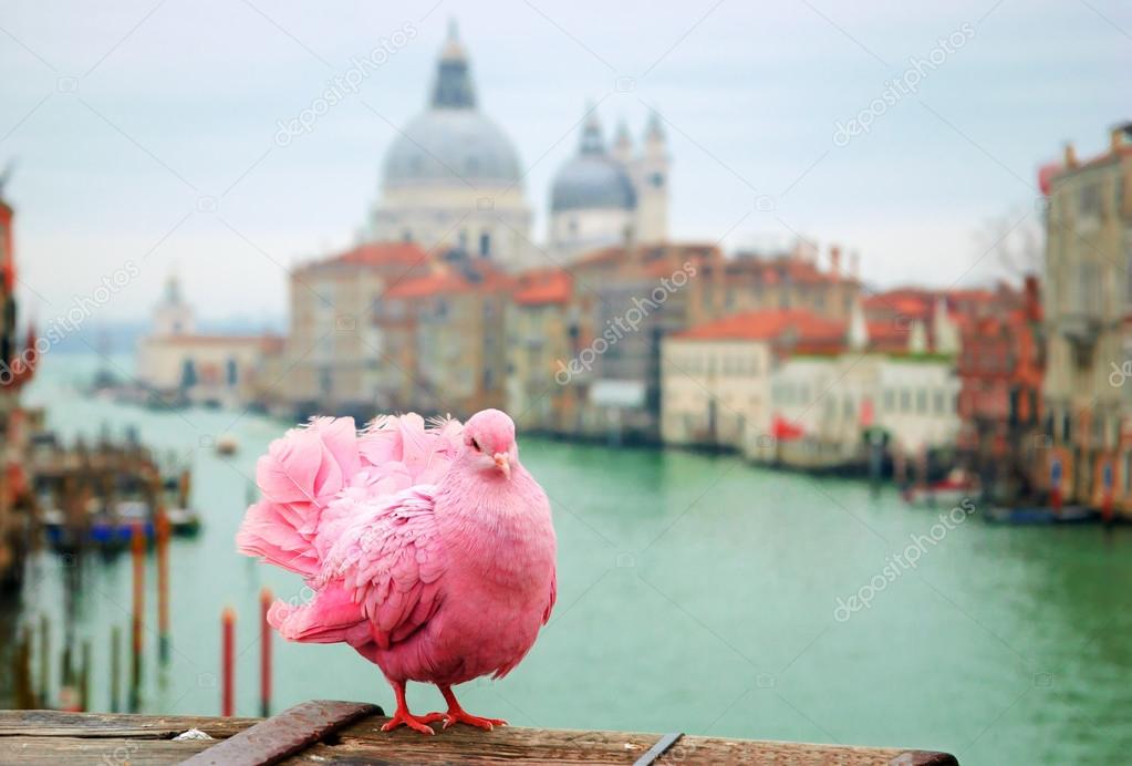 Pink pigeon on bridge