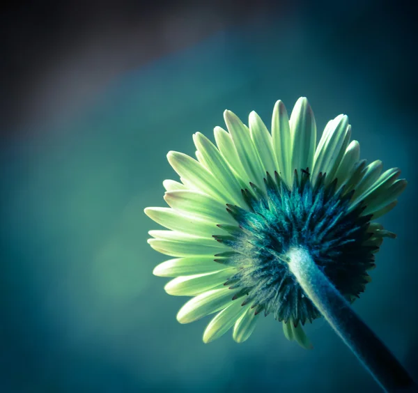 美丽的雏菊或 gerbera 背景。后面的视图。交叉过程。阴影角度. — 图库照片