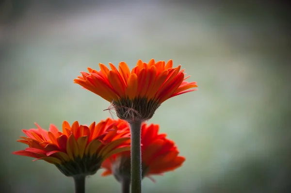 Trzy piękne czerwone gerbera i puch. Zacienionych kątów. — Zdjęcie stockowe