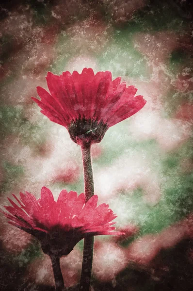 两个漂亮的红色非洲菊。复古老的照片与划痕. — 图库照片