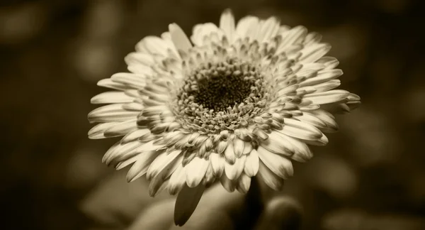 Vackra gerbera blomma i handen. Äldre foto. Sepia. — Stockfoto