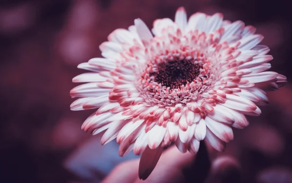 Güzel gerbera çiçek elinde. Tonda fotoğraf. — Stok fotoğraf
