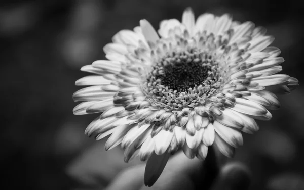Vackra gerbera blomma i handen. Äldre foto. Svart och vitt. — Stockfoto