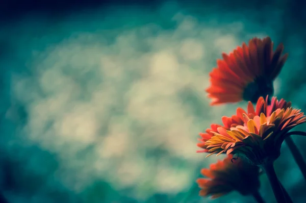 Dört güzel kırmızı gerbera ve kabartmak. Seçici odak. Antika arka plan. Tonlu görüntü. Gölgeli açıları. — Stok fotoğraf