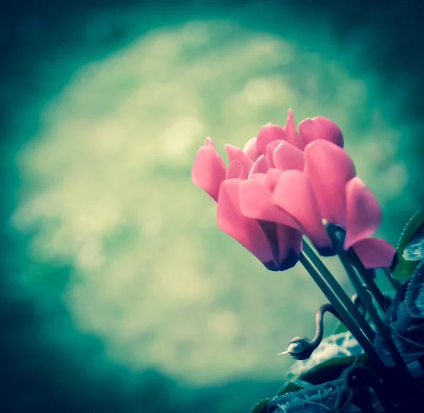 シクラメンの花の背景。トーンの写真. — ストック写真