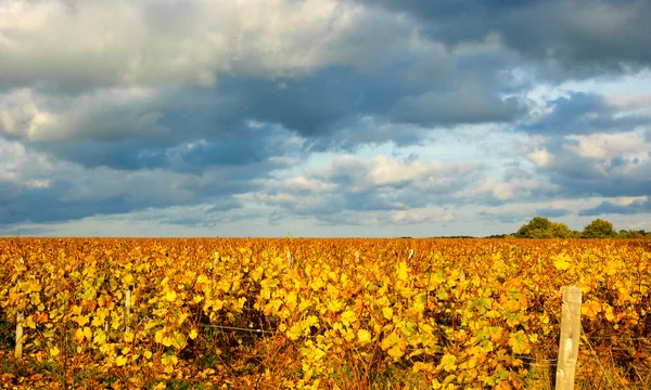 Viñedo al atardecer. Otoño en Valle del Loira (Val de Loire, Francia ) — Foto de Stock