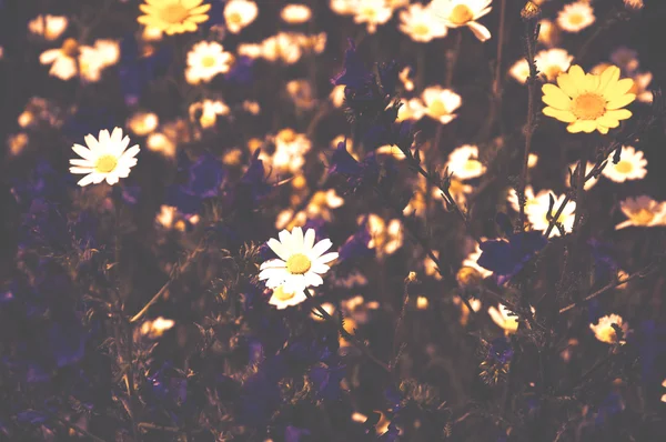 美丽朵朵鲜花草甸与黛西和钟。选择性的焦点。模糊的健美的照片. — 图库照片