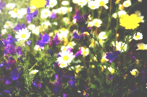 美丽朵朵鲜花草甸与黛西和钟。选择性的焦点。模糊的健美的照片. — 图库照片