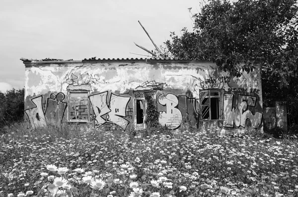 Antigua Granja Piedra Abandonada Cubierta Graffiti Rodeada Flores Margarita Sur — Foto de Stock