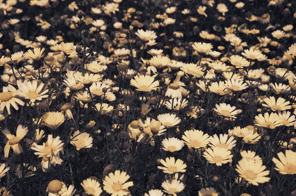 デイジーの花の牧草地。選択と集中。高齢者の写真. — ストック写真