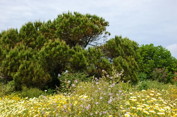 Wild flowers and pine trees. Rural landscape of Algarve region in Portugal. Selective focus on the bell flowers. — Stock Photo, Image