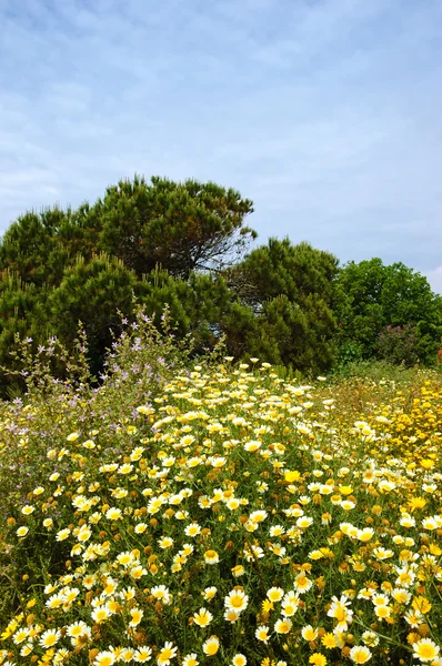 Дикие цветы и сосны. Сельский пейзаж Алгарве в Португалии . — стоковое фото