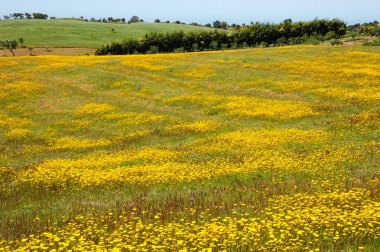  Alan çiçek açan yabani sarı papatya çiçekleri ve arka planda ağaçlar ile kaplı. Portekiz'in güneyinde. Alan çiçek açan yabani sarı papatya çiçekleri ve arka planda ağaçlar ile kaplı. Portekiz'in güneyinde. Yuh