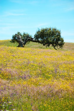 Tarlada eski yalnız meşe ağacı çiçek açan yabani sarı papatya ve mor lavanta çiçekleri ile kaplı. Portekiz'in güneyinde. Yaşam döngüsü kavramı.