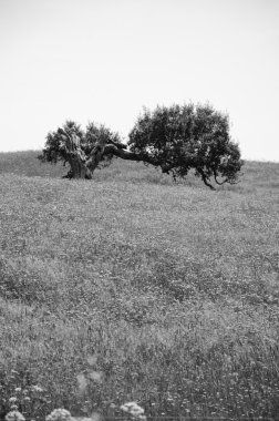 Alan eski yalnız meşe ağacı çiçek açan vahşi çiçeklerle kaplı. Güney Portekiz. Yaşam döngüsü kavramı. Yaşlı fotoğraf. Siyah ve beyaz.