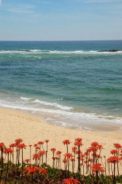  Algarve, Portekiz Güney Ocean beach. Çiçek açan Aloe Vera kaktüs çiçekler, ön plan. 