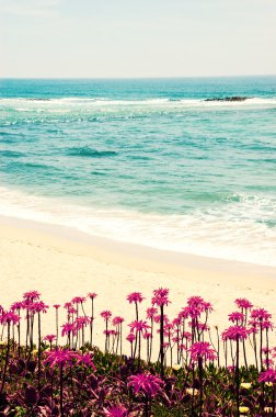 Algarve, Portekiz Güney Ocean beach. Çiçek açan Aloe Vera kaktüs çiçeklere ön plan. Tonda yüksek karşıtlık fotoğraf. 