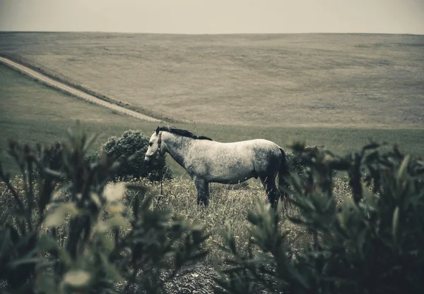 Caballo atado en el campo al atardecer (Portugal). Enfoque selectivo en el caballo. Plantas borrosas en primer plano. Foto tonificada . —  Fotos de Stock