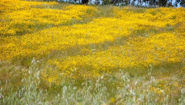 Field covered with blooming wild yellow daisy flowers and trees at background. South of Portugal. Selective focus on the flowers and the  spikes at foreground are blurred.