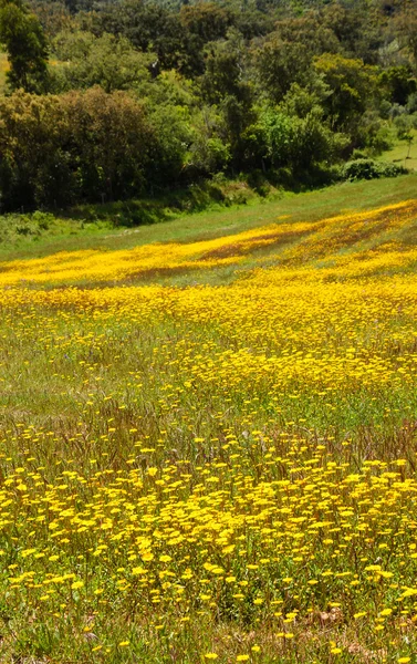 Området täcks med blommande vilda gul tusensköna blommor och träd i bakgrunden. Södra Portugal. — Stockfoto