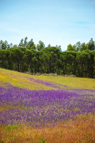 Campo coberto com flores de lavanda violeta selvagem florescendo e margarida amarela. Floresta no fundo. Sul de Portugal . — Fotografia de Stock