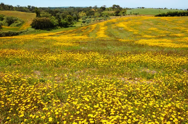 Campo coberto com flores de margarida amarelo selvagem florescendo e árvores no fundo. Sul de Portugal . — Fotografia de Stock
