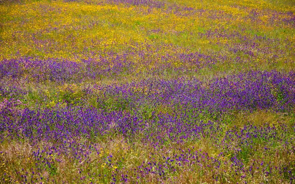 Fält täckt med blommande vilda gul tusensköna och violett lavendelblommor. Södra Portugal. — Stockfoto