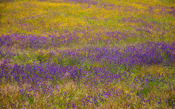  Field covered with blooming wild yellow daisy and violet lavender flowers. South of Portugal.