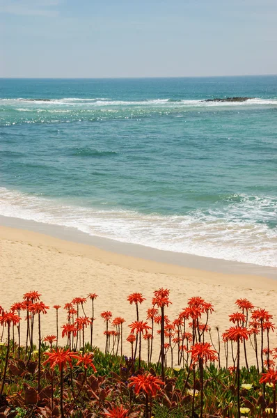 Playa del océano en Algarve, al sur de Portugal. Flores de cactus de Aloe Vera florecientes en primer plano . — Foto de Stock
