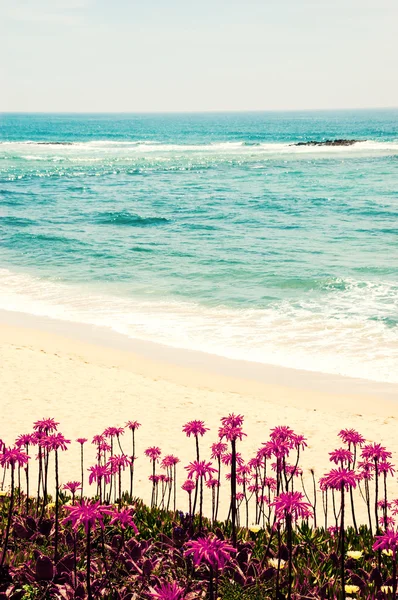 Playa del océano en Algarve, al sur de Portugal. Flores de cactus de Aloe Vera florecientes en primer plano. Tonificado foto de alto contraste . — Foto de Stock