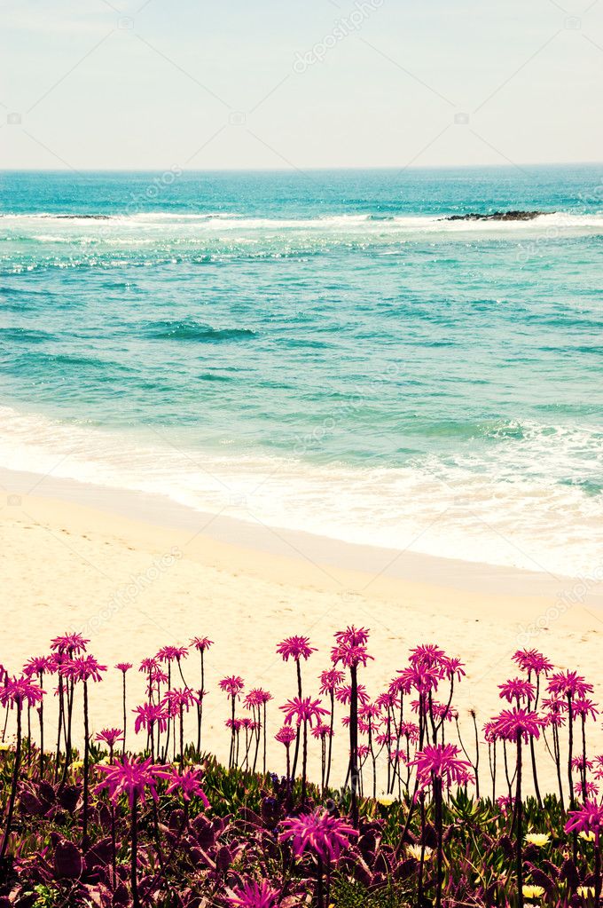  Ocean beach in Algarve, South of Portugal. Blooming Aloe Vera cactus flowers at foreground. Toned high contrast photo. 