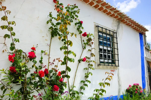 Rosa arbusto cerca de la típica casa rural portuguesa (pared blanca y línea azul ). — Foto de Stock