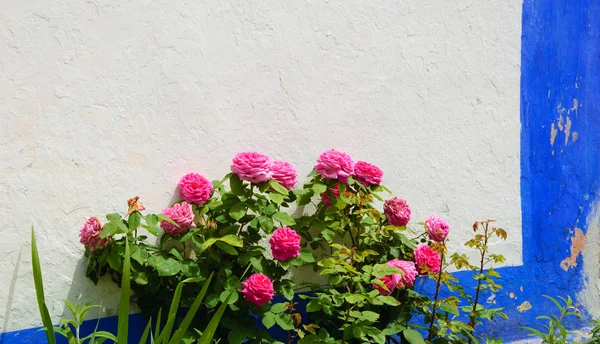 Rose bush near the typical Portuguese rural house (white wall and blue line). — Stock Photo, Image