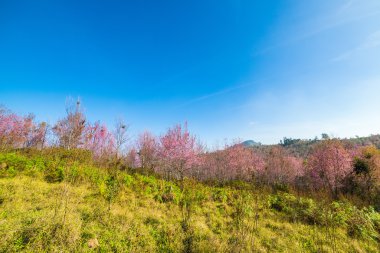 Vahşi Himalaya kiraz çiçek (Prunus cerasoides), dev kaplan flo