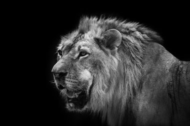 Büyük bir erkek Afrika aslanı yan portresi