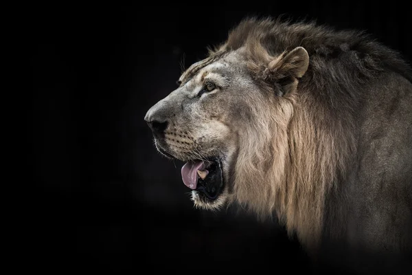 Side portrait of a big male African lion — Stock Photo, Image