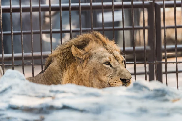 Lion in a zoo cage — Stock Photo, Image