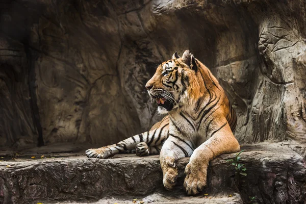 Tigre assis dans un zoo . — Photo