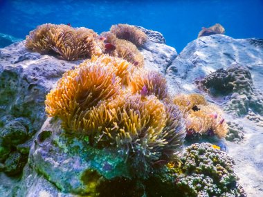 tropikal mercan kayalığı Tayland