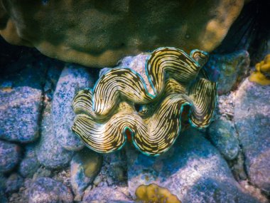 A giant clam (Tridacna gigas) clipart